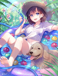  barefoot bikini bikini_under_clothes blue_eyes brown_fur brown_hair canine feet female hat holding holding_hose hose labrador_retriever midriff navel open_mouth original shirt solo stomach swimsuit toes tongue tongue_out white_shirt yamigo 