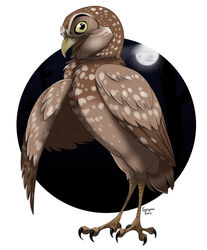  ambiguous_gender athene_(genus) avian bird brown_body brown_feathers burrowing_owl circle_background digger_(gogh) feathers feet feral guardians_of_ga&#039;hoole ignigeno male_(lore) moon night owl sky solo talons toes true_owl yellow_eyes 