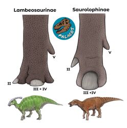  ambiguous_gender anatomy anatomy_reference beak biological_illustration dinosaur duo educational english_text extinct feet feral foot_focus green_body green_scales hadrosaurid hoof_fetish hooves horn markings nail nails open_mouth ornithischian ornithopod parasaurolophus prehistoric_species pseudohoof reptile saurolophus scales scalie simple_background striped_markings stripes technical_illustration text tm9380 white_background zoological_illustration 