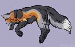  2020 ambiguous_gender black_body black_fur blep blue_eyes canid canine digital_media_(artwork) feral fox fur grey_body grey_fur mammal marjani orange_body orange_fur smile solo tail tongue tongue_out 