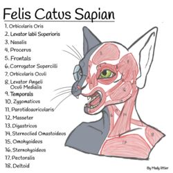  1:1 ambiguous_gender anatomy_chart anatomy_reference anthro biological_illustration chart cross_section domestic_cat eyewear felid feline felis fur glasses green_eyes grey_body grey_fur hairless hairless_cat hi_res mammal muscular muscular_system solo sphynx_(cat) technical_illustration 