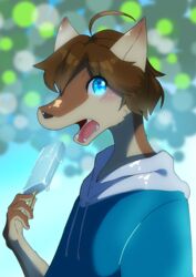  2021 ahoge amagoi_kumori anthro blue_eyes blush brown_hair can&#039;t_enjoy canid canine canis clothing fangs food hair hi_res hoodie male mammal morenatsu open_mouth popsicle shun_(morenatsu) solo teeth topwear wolf 