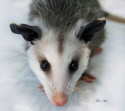  ambiguous_gender american_opossum big_pupils black_body black_ears black_eyes black_fur blurred_background detailed detailed_fur digital_media_(artwork) digital_painting_(artwork) ear_markings eye_markings facial_markings feral fur grey_body grey_fur guard_hair head_markings headshot_portrait looking_at_viewer mammal markings marsupial miss_allie multicolored_body multicolored_fur no_sclera photorealism pink_nose pink_paws pink_tail portrait pupils quadruped shaded signature simple_background soft_shading solo standing tail two_tone_body two_tone_fur virginia_opossum whiskers white_background white_body white_fur 