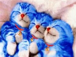  bell dog_tags dogtag doraemon feline fur kitty lowres nose sleeping triple 