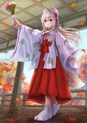  animal_ear_fluff animal_ears autumn_leaves blush breasts brown_hair closed_mouth commentary_request day female floating_hair flower folded_ponytail fox_ears fox_girl fox_tail hair_between_eyes hakama hakama_skirt highres holding iroha_(iroha_matsurika) japanese_clothes kimono koyoi_(iroha_(iroha_matsurika)) leaf long_hair maple_leaf miko no_shoes original outstretched_arm purple_eyes purple_flower red_hakama skirt small_breasts smile socks solo standing tabi tail very_long_hair white_kimono white_socks wide_sleeves yellow_flower 