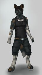 4:7 abs african_wild_dog anthro athletic belt biceps biped black_hair black_nose bottomwear brown_body brown_fur canid canine cashen claws clothing digitigrade dog_tags fur green_eyes grey_body grey_fur grin hair hi_res male mammal melzi muscular muscular_anthro pawpads paws pecs pose shirt shorts smile solo standing tail tank_top toe_claws topwear