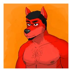 1:1 anthro beard black_eyes black_hair border canid canine canis eyewear facial_hair fur genchi glasses grey_nipples hair male mammal muscular muscular_anthro muscular_male nipples orange_body orange_fur pecs red_body red_fur solo tabasco_(character) white_border wolf