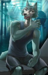  anthro athletic beastars biceps bottomwear canid canine canis claws clothed clothing eye_scar facial_scar fully_clothed fur grey_body grey_fur gym hi_res legoshi_(beastars) male mammal momobeda muscular muscular_male nails open_mouth scar sharp_teeth shirt shorts sitting solo tank_top teeth topwear vein wolf 