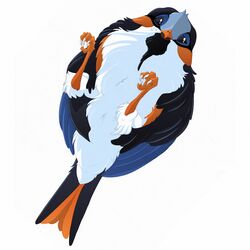  1:1 2016 ambiguous_gender avian avian_butt beak bird black_body black_feathers blue_body blue_feathers dinkysaurus dnk feathers feral looking_at_viewer lying on_back orange_body orange_feathers solo white_body white_feathers 