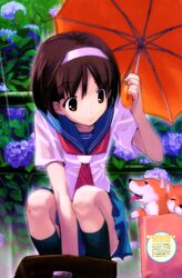  absurdres animal bag box brown_eyes brown_hair canine cardboard_box female flower for_adoption hairband highres hydrangea kneehighs ma@ya megami_magazine megami_magazine_creators rain scan school_uniform serafuku short_hair skirt socks solo squatting translation_request umbrella wet 