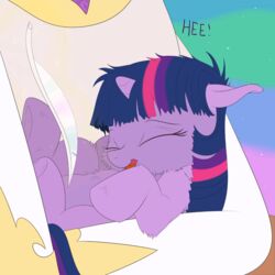  1:1 2015 animated bri-sta closed_eyes duo equid equine female feral friendship_is_magic fur hair hasbro horn laugh loose_feather mammal multicolored_hair my_little_pony mythological_creature mythological_equine mythology open_mouth princess_celestia_(mlp) purple_body purple_fur purple_hair short_playtime tickling twilight_sparkle_(mlp) two_tone_hair unicorn white_body white_fur wodahseht 