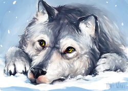  ambiguous_gender black_nose canid canine canis claws cold digital_media_(artwork) feral fur grey_body grey_fur hi_res mammal naviwavi outside smaller_version_at_source snow solo whiskers winter wolf yellow_eyes 