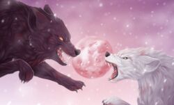  2017 abstract_background absurd_res ambiguous_gender battle black_nose blood bodily_fluids canid canine canis duo eye_contact feral fur hi_res kiba_(wolf&#039;s_rain) looking_at_another lord_darcia_iii mammal open_mouth scarlet-spectrum teeth white_body white_fur wolf wolf&#039;s_rain 