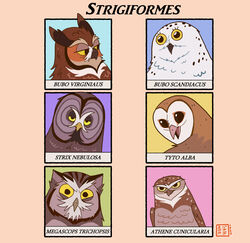  ambiguous_gender avian barn_owl bird black_eyes feathers feral great_grey_owl great_horned_owl group hi_res horned_owl kabuki-aku looking_at_another orange_body orange_feathers owl screech_owl simple_background simple_eyes snowy_owl strix_(genus) true_owl tyto tytonid whiskered_screech_owl yellow_eyes 