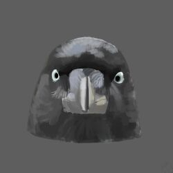  absurd_res ambiguous_gender australian_raven avian beak bird blue_eyes corvid corvus_(genus) feral grey_background hi_res obelisk398 oscine passerine raven simple_background solo soyjak tagme white_eyes wholesomejak 