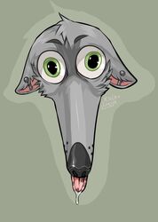  anthro blank_stare canid canine canis creepy ear_piercing feral fur green_eyes grey_body grey_fur hi_res kolkolukija let_me_do_it_for_you looking_at_viewer lou_(thewolf) male mammal meme piercing simple_eyes snout solo wolf 