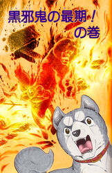  akita akita_inu brown_eyes canine collar fangs fire flames gin_(ginga_nagareboshi_gin) ginga_nagareboshi_gin guro kurojaki_(ginga_nagareboshi_gin) paws shikoku_inu spoilers translated 