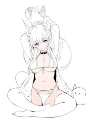  absurdres ahoge arm_behind_head arms_up bad_id bad_twitter_id black_choker blue_eyes bra breasts choker cleavage coat commentary demon_girl demon_horns demon_tail female front-tie_bra front-tie_top hair_on_horn hair_tie halterneck highleg highleg_panties highres horns indian_style lace-trimmed_bra lace_trim large_breasts lingerie long_sleeves navel nekojira no_shoes open_clothes open_coat original panties parted_lips pointy_ears side-tie_panties sidelocks simple_background sitting solo spot_color stomach string_bra string_panties symbol-only_commentary tail thea_(nekojira) thighhighs underwear 