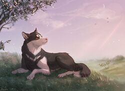  2019 amber_eyes ambiguous_gender canid canine canis day detailed_background digital_media_(artwork) feral grass lying mammal noquelle outside paws pink_nose plant sky solo tree wolf 