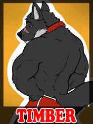 3:4 amwulf anthro biceps big_muscles bottomwear canid canine canis clothed clothing collar fur hands_on_hips hi_res hybrid looking_at_viewer looking_back male mammal muscular muscular_anthro muscular_male name_badge pose scar shorts solo topless wolf