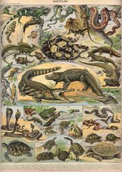  absurd_res adolphe_millot ambiguous_gender amphibian ancient_art biological_illustration chameleon cobra crocodilian feral forked_tongue frog gharial green_body green_scales hi_res iguana iguanid lily_pad lizard open_mouth partially_submerged plant public_domain quadruped reptile salamander scales scalie sharp_teeth snake snake_hood tail technical_illustration teeth text tongue tongue_out tortoise traditional_media_(artwork) turtle water zoological_illustration 