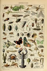  absurd_res acarine adolphe_millot ambiguous_gender ancient_art ant antennae_(anatomy) anthozoan arachnid arthropod bee beetle biological_illustration blattodea brown_body butterfly cicada cnidarian cockroach crab crustacean cucujoid decapoda dragonfly exoskeleton feral flea fly_(animal) green_body hermit_crab hi_res hymenopteran insect_wings insects ladybug lepidopteran lepidopteran_wings lobster malacostracan marine mosquito moth parasitiform pincers public_domain scorpion sea_anemone shrimp spider technical_illustration termite text tick_(arachnid) traditional_media_(artwork) wings zoological_illustration 