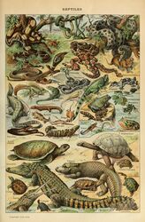  absurd_res adolphe_millot alligatorid ambiguous_gender amphibian ancient_art biological_illustration boa_(snake) caiman cobra crocodile crocodilian crocodylid feral forked_tongue frog gharial hi_res iguana iguanid lizard mammal olm partially_submerged pit_viper plant public_domain quadruped rattle_(anatomy) rattlesnake reptile salamander scales scalie shell skink snake snake_hood tail technical_illustration text tongue tongue_out tortoise traditional_media_(artwork) turtle turtle_shell viper water zoological_illustration 