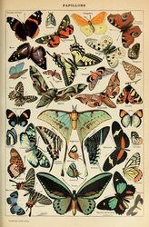  absurd_res adolphe_millot ambiguous_gender ancient_art antennae_(anatomy) arthropod biological_illustration butterfly feral green_wings hi_res insect_wings insects lepidopteran lepidopteran_wings moth orange_wings public_domain technical_illustration text traditional_media_(artwork) wings yellow_wings zoological_illustration 