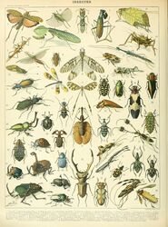  absurd_res adolphe_millot ambiguous_gender ancient_art antennae_(anatomy) arthropod beetle biological_illustration blattodea blue_body brown_body cockroach dragonfly feral green_body hi_res insect_wings insects phasmid public_domain technical_illustration text traditional_media_(artwork) wings yellow_body zoological_illustration 