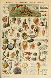  absurd_res adolphe_millot ambiguous_gender ancient_art annelid anthozoan asterozoan biological_illustration bivalve cephalopod cnidarian coleoid coral cuttlefish decapodiform echinoderm echinozoan feral gastropod gem hi_res horizontal_pupils hydrozoan jellyfish leech marine medusozoan mollusk mussel octopodiform octopus oyster pearl_(gem) public_domain pupils sea_anemone sea_cucumber sea_sponge sea_urchin seashell shell siphonophore slug snail starfish technical_illustration tentacle text traditional_media_(artwork) zoological_illustration 