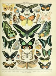  absurd_res adolphe_millot ambiguous_gender ancient_art antennae_(anatomy) arthropod biological_illustration butterfly feral green_wings hi_res insect_wings insects io_moth lepidopteran lepidopteran_wings moth orange_wings public_domain saturniid technical_illustration text traditional_media_(artwork) wings yellow_wings zoological_illustration 