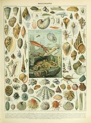  absurd_res adolphe_millot algae ambiguous_gender ancient_art biological_illustration cephalopod coleoid cuttlefish decapodiform feral gastropod hi_res horizontal_pupils marine mollusk nautilus octopodiform octopus public_domain pupils seashell shell slug snail technical_illustration tentacle text traditional_media_(artwork) underwater water zoological_illustration 