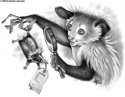  2005 5_fingers afrosoricid ambiguous_gender anthro aye-aye bust_portrait carrying_another claws curious duo english_text feral fingers fluffy fur graphite_(artwork) greyscale hatching_(art) holding_object kyoht_luterman lemur long_fingers long_snout looking_at_another magnifying_glass mammal monochrome open_mouth open_smile pencil_(artwork) portrait primate quadruped semi-anthro shaded shadow short_tail simple_background size_difference smile snout streaked_tenrec strepsirrhine tag_(disambiguation) tail tenrec text traditional_media_(artwork) whiskers white_background 