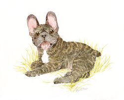  ambiguous_gender brindle_coat bulldog canid canine canis domestic_dog feral french_bulldog mammal mastiff matuska molosser painting_(artwork) small_molosser solo tongue tongue_out toy_dog traditional_media_(artwork) watercolor_(artwork) 