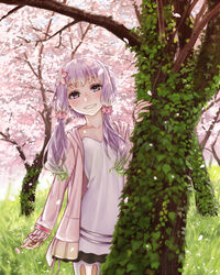  cherry_blossoms collarbone dress female flower hair_flower hair_ornament highres hood hoodie kahadu_(kawazu) looking_at_viewer open_clothes outdoors pantyhose petals purple_eyes purple_hair short_hair_with_long_locks sidelocks smile solo teeth tree vocaloid voiceroid white_dress yuzuki_yukari yuzuki_yukari_(onn) yuzuki_yukari_(vocaloid4) 