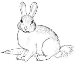  ambiguous_gender carrot creepypasta feral food fur internet_history lagomorph leporid low_res malen&#039;kiy_prints_(y2k) mammal meme meme_origin monochrome plant rabbit simple_background solo traditional_media_(artwork) vegetable white_background white_body white_fur 