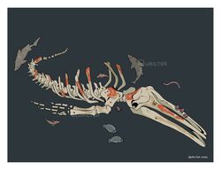  ambiguous_gender antennae_(anatomy) arthropod bone border cephalopod chimaera_(fish) coleoid crustacean cyclostomata dorsal_fin feral fin fish giant_isopod gills group hagfish hi_res isopoda jawless_fish malacostracan marine mollusk octopodiform octopus quailtea shark skeleton tail tail_fin tentacle whalefall white_border 