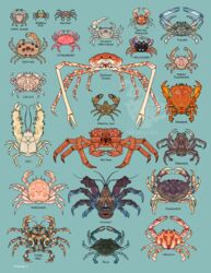  ambiguous_gender antennae_(anatomy) arthropod atlantic_sand_fiddler calico_crab coconut_crab crab crucifix_crab crustacean decapoda dungeness_crab english_text exoskeleton eyestalks feral flower_crab hermit_crab hi_res horsehair_crab japanese_spider_crab king_crab malacostracan marine pincers pom-pom_crab quailtea red_body red_exoskeleton red_king_crab samurai_crab sand_fiddler size_difference spanner_crab spider_crab strawberry_crab text yeti_crab 