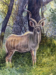  2013 antelope black_eyes black_nose bovid bovine branch brown_body brown_fur curved_horn detailed detailed_fur eye_markings facial_markings feral forest full-length_portrait fur fur_tuft grass greater_kudu grey_body grey_fur grey_horn head_markings horn kudu leaf light lighting long_horn looking_at_viewer male mammal mane markings mask_(marking) multicolored_body multicolored_fur nature neck_tuft outside painting_(artwork) photorealism plant portrait quadruped shadow shrub sky solo spiral-horned_antelope standing striped_body striped_fur stripes tail traditional_media_(artwork) tree tuft watercolor_(artwork) white_body white_fur white_mane white_markings white_stripes white_tail willemsvdmerwe 