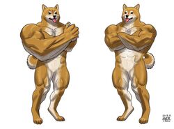  2019 anthro biceps black_eyes canid canine canis crossed_arms domestic_dog featureless_crotch fur male mammal matataku meme muscular muscular_male pecs pink_tongue pose quads right-hook_dog shiba_inu simple_background spitz tan_body tan_fur tongue tongue_out white_background yellow_body yellow_fur 