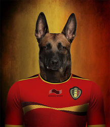  2014 anthro belgian belgian_shepherd belgium canid canine canis domestic_dog herding_dog male mammal pastoral_dog sheepdog shepherd soccer solo sport 