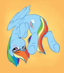  2015 blue_body blue_feathers blue_fur blush cutie_mark equid equine feathered_wings feathers female feral friendship_is_magic fur hair hasbro looking_at_viewer mammal multicolored_hair multicolored_tail my_little_pony mythological_creature mythological_equine mythology pegasus purple_eyes rainbow_dash_(mlp) rainbow_hair rainbow_tail sketchyjackie solo tail wings 