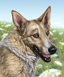 2012 ambiguous_gender anakuro breath brown_eyes bust_portrait canid canine canis digital_media_(artwork) domestic_dog feral flower fluffy grass happy looking_at_viewer mammal open_mouth outside panting plant portrait realistic sky smile solo tongue whiskers