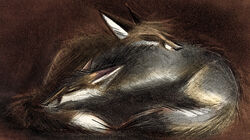 2013 ambiguous_gender canid canine closed_eyes duo feral fox mammal skia sleeping