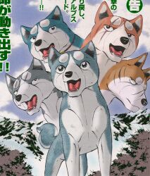  akita akita_inu blue_eyes brown_eyes canine collar fangs gin_(ginga_densetsu_weed) gin_(ginga_nagareboshi_gin) ginga_densetsu_weed ginga_nagareboshi_gin joe_(ginga_densetsu_weed) riki_(ginga_nagareboshi_gin) scar weed_(ginga_densetsu_weed) yukimura_(ginga_densetsu_weed) 