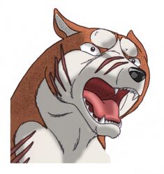  akita akita_inu brown_eyes fangs ginga_nagareboshi_gin riki_(ginga_nagareboshi_gin) scar 