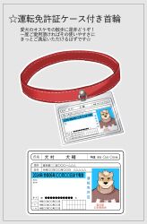  2022 7575el anthro canid canine canis clothing collar domestic_dog eyebrows fur hair happy hi_res identification japanese_text male mammal photo red_collar shirt solo tan_body tan_fur text topwear translation_request 