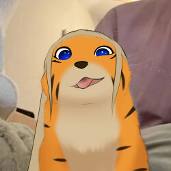  anthro blue_eyes catsockjus felid female fur lily_(catsockjus) looking_at_viewer mammal meme multicolored_body multicolored_fur orange_body orange_fur pantherine solo stripes tiger tongue tongue_out 