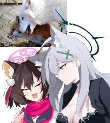  2girls :3 animal animal_ear_fluff animal_ears black_choker black_dress blue_archive blue_eyes breasts broken_halo brown_hair choker cleavage closed_eyes closed_mouth commentary_request cross_hair_ornament crying crying_kasumi_(blue_archive)_(meme) dark_halo dress eyeshadow facing_viewer floral_print fox fox_ears fox_girl grey_hair hair_between_eyes hair_ornament halo highres inset izuna_(blue_archive) korean_commentary large_breasts long_hair looking_at_another makeup meme motion_lines multiple_girls open_mouth photo-referenced pink_eyeshadow pink_halo pink_scarf pom_pom_(clothes) pom_pom_hair_ornament reference_inset scared scarf school_uniform serafuku shiroko_(blue_archive) shiroko_terror_(blue_archive) short_hair skyrain315 tears trembling upper_body white_background white_wolf wolf wolf_ears wolf_girl 