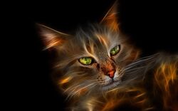  16:10 ambiguous_gender black_background digital_media_(artwork) domestic_cat felid feline felis feral fractal green_eyes hi_res mammal oldhippy68 photorealism pupils simple_background slit_pupils solo wallpaper whiskers widescreen 